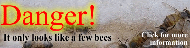 Danger!  It only looks like a few bees