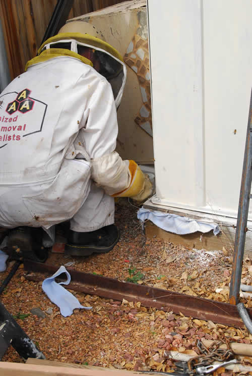 Specialist using rags to block possible exit points before exterminating established African honeybee colony under shed floor