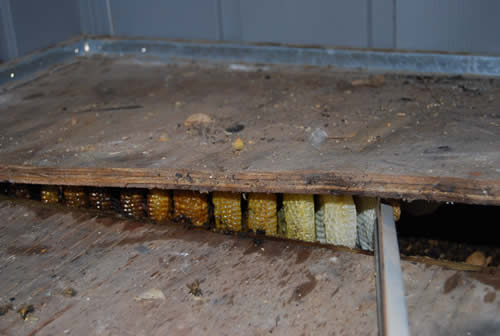 glimpse of honeycomb under shed floor