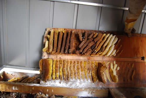 Portion of shed floor removed to access honeycomb