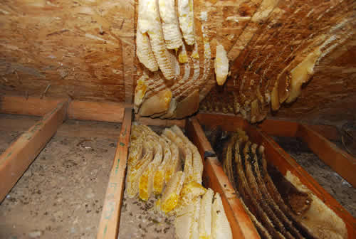 Lifted section of shed floor exposing honeycomb; new honeycomb on the left is light colored and filled with honey; old honeycomb on the right is dark and filled with brood (developing bees)