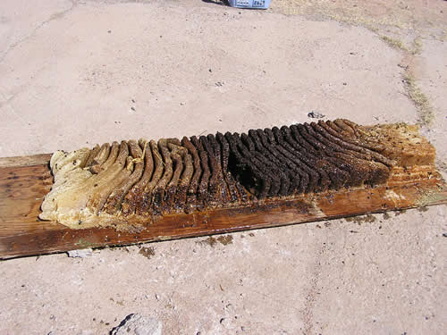 Honeycomb stuck to portion of floor removed from shed to access and remove honeycomb.  Newer, lighter colored honeycomb on two ends; darker, older honeycomb is in the middle