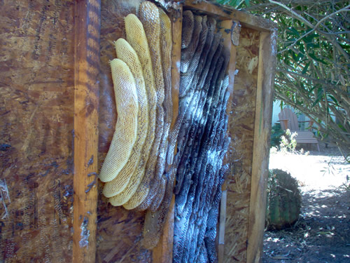 Shed tipped on side to access huge African honeybee colony.  The African bees extended the colony from the right joist space into the left as the colony became more well established.