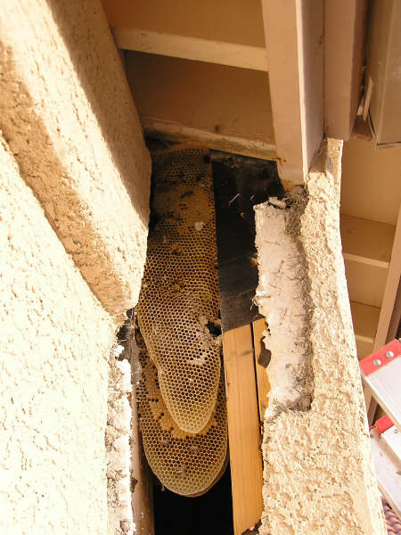 3  Stucco pop-out colony from greater distance showing size of honeycomb and top of ladder on wall to right.
