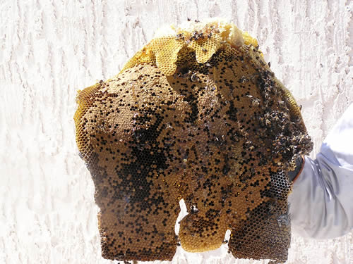 Close-Up of honeycomb showing brood comb (area of nest where baby bees develop and are nurtured)
