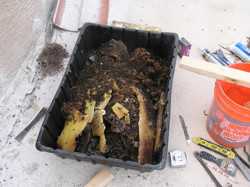 Honeycomb in large bin after removing it from cavity