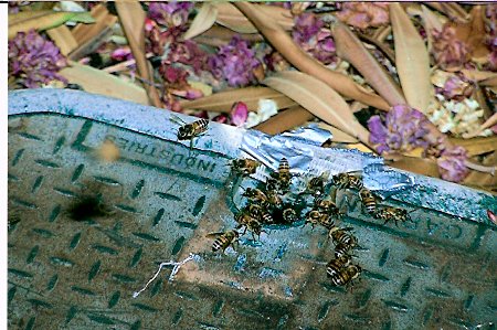African honeybees entering slit in valve box lid, although attempt had been made to seal hole with duct tape