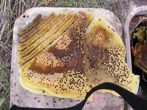 Honeycomb stuck to lid of large valve box