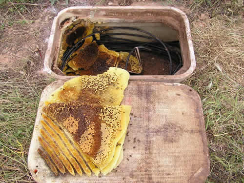 Inside of large valve box showing that bees integrated the wires into their honeycomb as it was built