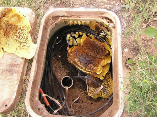 View of African honeybee honeycomb inside large valve box