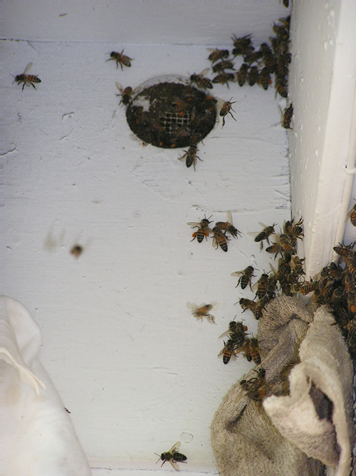 African honeybees entering at vent board