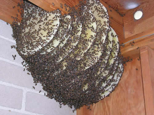 Established colony of African honeybees hanging from rafters