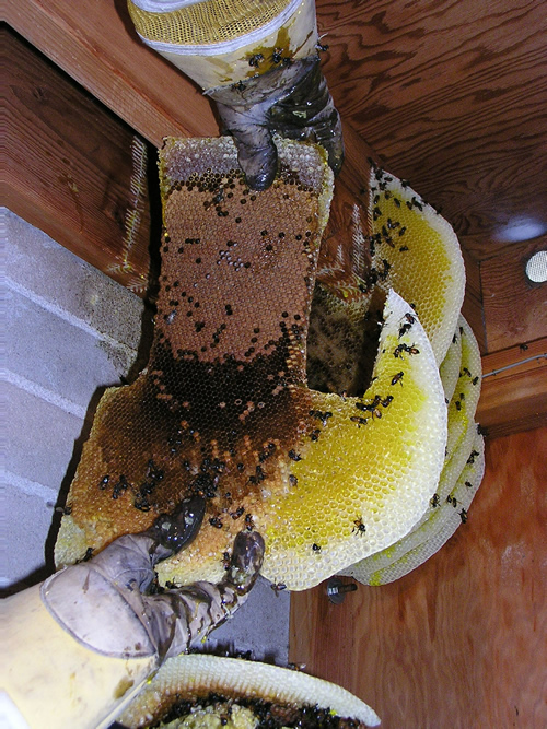 African honeybee honeycomb showing brood and honey