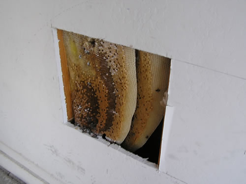 Cut-out of dry wall opposite dryer vent, showing honeycomb in wall prior to removal